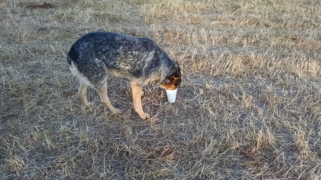 IMG_20160528_062850723